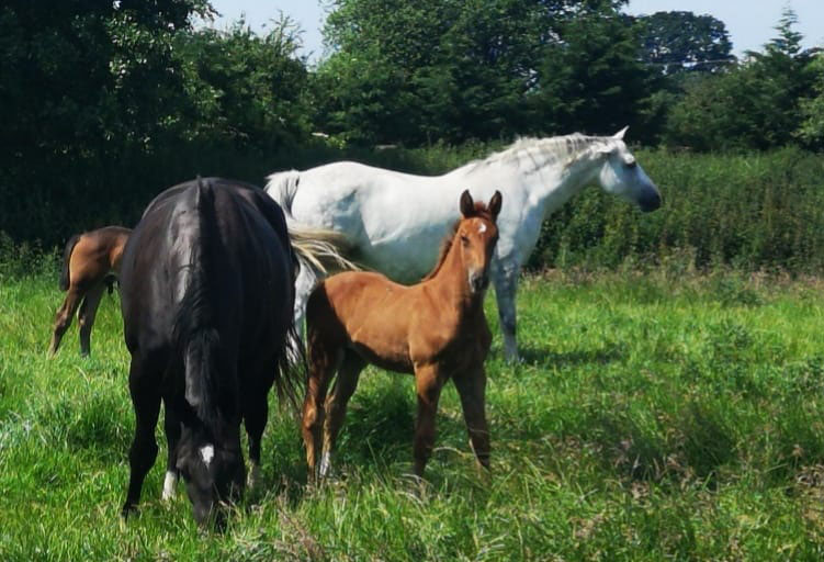 Sport Horse Foals For Sale